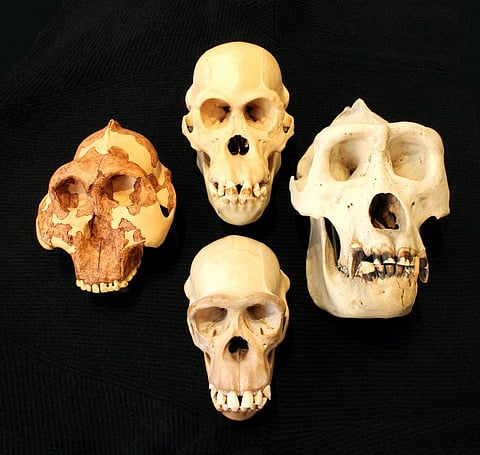 How smart were our ancestors? Turns out the answer isn’t in brain size, but blood flow