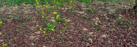 Everything about desert locusts — and how to control them amid COVID-19 crisis
