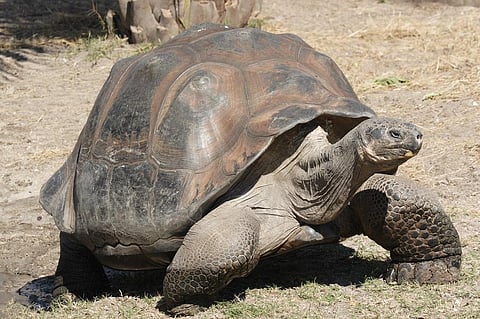 Photo credit: wikipedia
