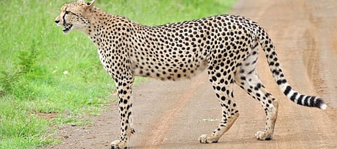 A cheetah in South Africa's Kruger National Park. Photo: Wikimedia Commons
