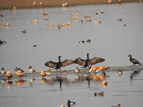 उत्तराखंड की आसन झील में विचरते पक्षी। फोटो: वर्षा सिंह