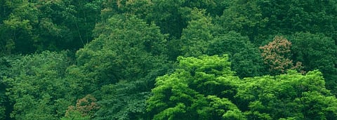 Budget 2020-21: Govt likely to set up a national ‘plantation corporation’