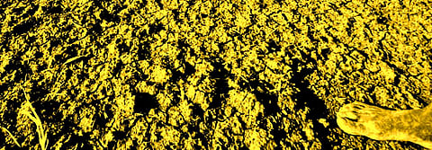 Economic Survey 2019-20: Need was to get serious about climate crisis