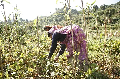 Photo: Samrat Mukharjee