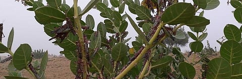 Locust attack: ‘This is very, very rare’