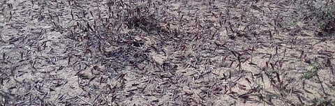 Locust attack: Excessive pesticide use will take its toll on Thar ecology