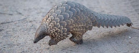 Global Eco Watch: Major ecological happenings of the week (February 3 – 9, 2020)