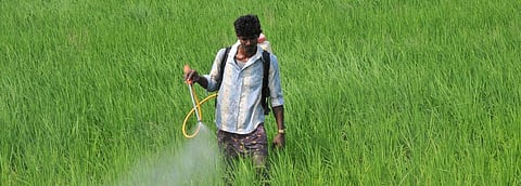 A farmer sprinkling pesticide in his paddy field. Photo: Meeta Ahlawat