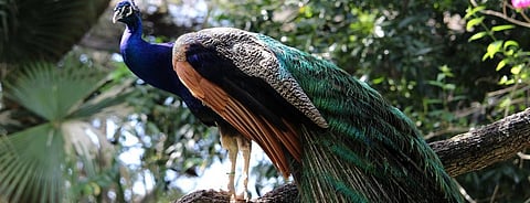 Global Eco Watch: Major ecological happenings of the week (February 10 – 16, 2020)