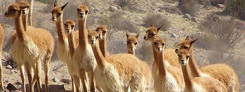 Many protected migratory species declining: Report