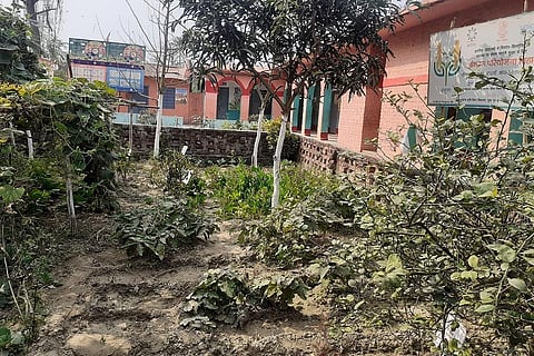 बिहार के पूर्णिया जिले के कसबा प्रखंड में स्थित आदर्श मध्य विद्यालयकी पोषण वाटिका जहांं बच्चों को खिलाने के लिए हरी सब्जियां उगायी जाती हैं। फोटो: पुष्य मित्र