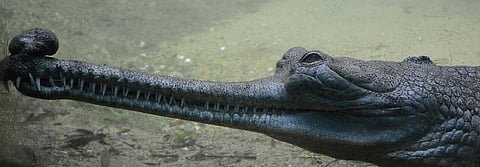 Climate change pushing cold-blooded species faster to extinction: Study