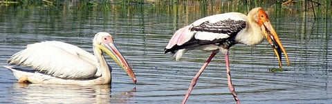 Zero draft of post-2020 biodiversity framework flags rapid decline