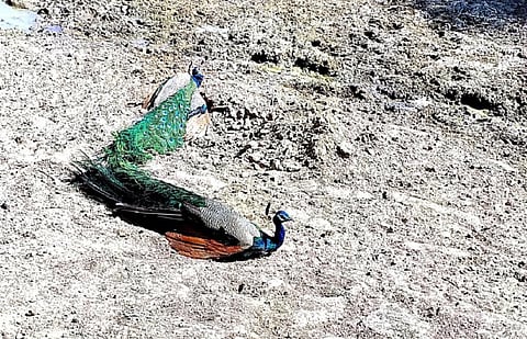 राजस्थान के नागौर जिले में मोर मृत पाए गए हैं। फोटो: माधव शर्मा