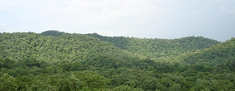 Most biodiversity panels now in place, National Biodiversity Authority to tell NGT