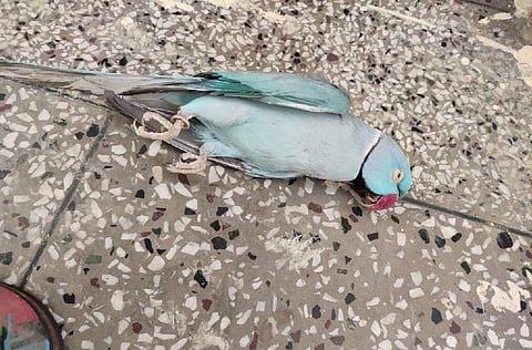 फोटो: आनंद दत्त