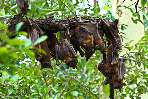 Photo: Creative commons