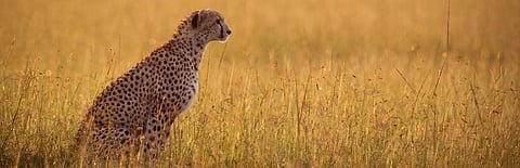 Cheetah reintroduction project comes up at CMS CoP 13