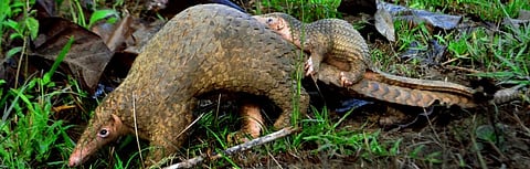 New strategy needed to curb 'jaw-dropping' wildlife trafficking in southeast Asia: Report