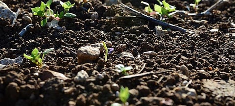 New bacteria will help fight climate change, soil pollutants: Researchers