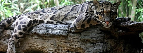 A Sunda Clouded Leopard. Photo: Wikimedia Commons