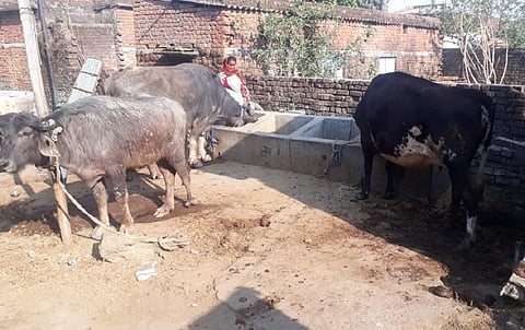 हरियाणा में कम हो रही है भैंसों की संख्या। फोटो: शाहनवाज आलम