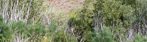 In a first, researchers create framework to eradicate invasive weeds