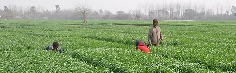 Hazards of using fertilisers in Punjab