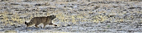 A Pallas's Cat in Ladakh. Photo: Neeraj Mahar