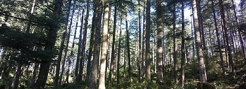 Tribal affairs ministry constitutes committee on CFR guidelines under FRA