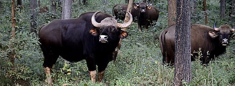 A herd of Gaur. Photo: Wikimedia Commons