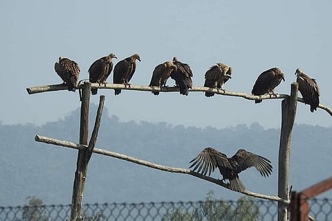 हिमाचल के पौंगडैम वैटलेंड के समीप सुखनारा स्थान पर वल्चर रेस्टोरेंट में बैठे गिद्ध। फोटो: रोहित पराशर