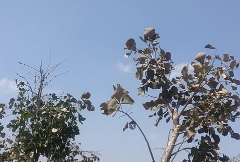 मध्यप्रदेश में सूने खड़े पलाश के पेड़। फोटो: मनीष चंद्र मिश्र