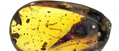 Bird-sized fossil found in Myanmar could be smallest dinosaur: Scientists