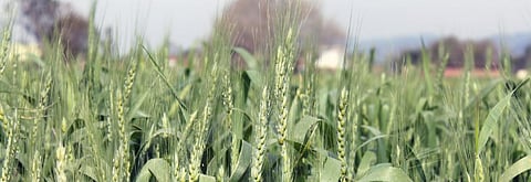 Sudden rains damage Bihar’s rabi crops