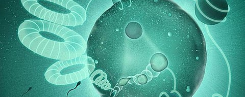 Scientists unlock enzyme that reorganises paternal genome during fertilisation