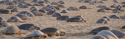 Mass nesting of Olive Ridley sea turtles at Gahirmatha marine sanctuary. Photo: Ashis Senapati