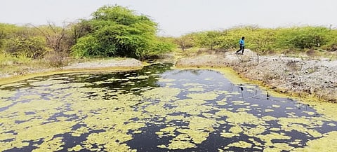 Dug out pond on community lands of Avulavandlapalli village of Sambepalli mandal, Kadapa district, AP. Photo: G Ram Mohan