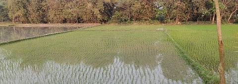 Water-stressed in India: Will flood-prone Katihar slowly turn dry