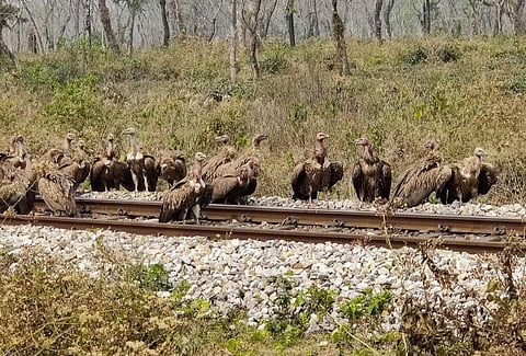 उत्तर बंगाल के बागराकोट में मृत मवेशी को खाते गिद्ध। फोटो: उमेश कुमार राय