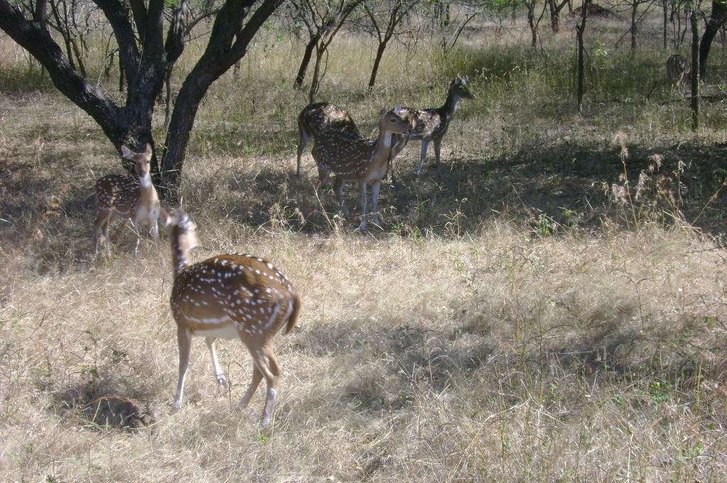 Photo: Supriya singh