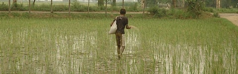 Maharashtra consumed the most chemical pesticides in 5 years: Report