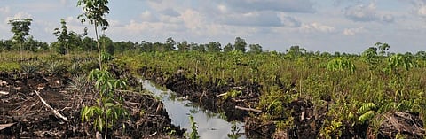 Protecting peatlands can help attain climate goals