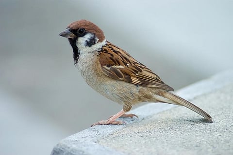 Photo: Wikimedia commons
