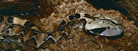 A gaboon viper. Photo: Wikimedia Commons