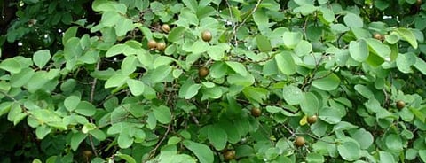 COVID-19: Minor forest produce scheme can come to tribals’ rescue, say experts