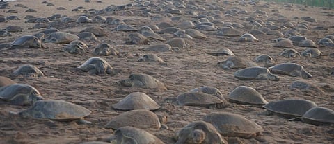 Olive Ridley turtles at Rushikulya beach in Odisha. Photo: Ashis Senapati