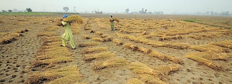 COVID-19: The world scrambles for food