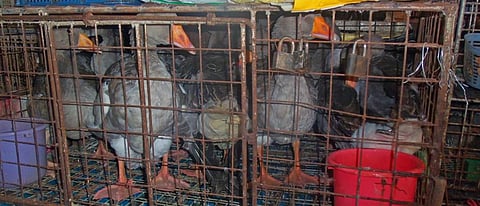 COVID-19: Animal advocates want illegal pet, meat marts shut