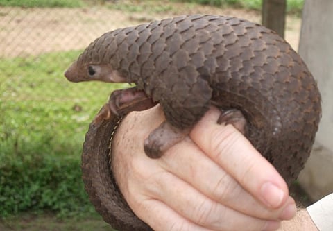 Photo: wikimedia commons